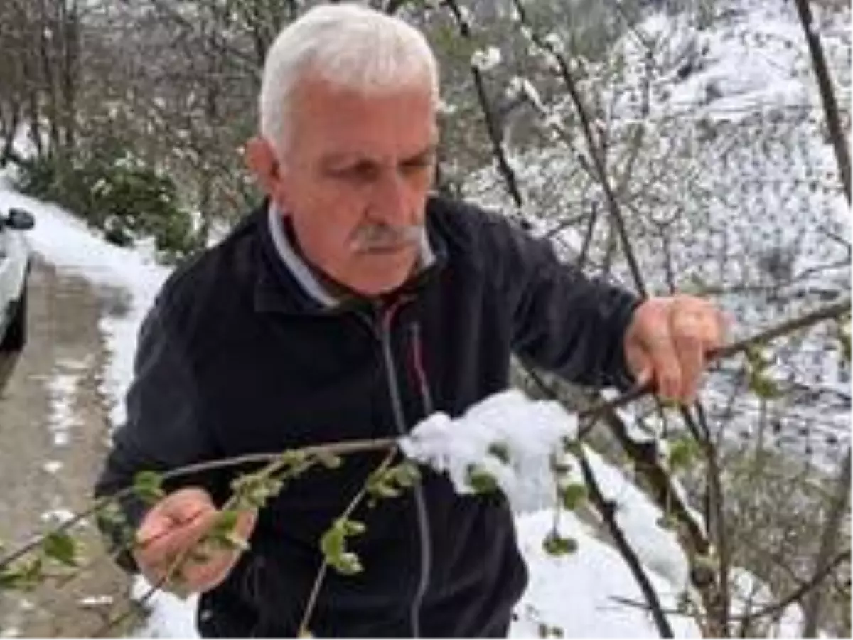 Vaktinde yağan kar fındığa yaradı