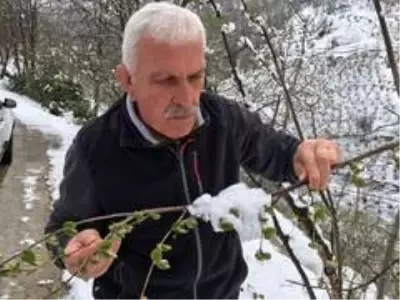 Vaktinde yağan kar fındığa yaradı Vaktinde yağan kar fındığa yaradı