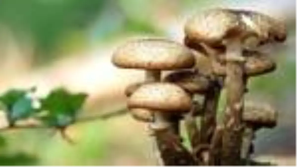 Mantarın faydaları nelerdir? Mantar neye iyi gelir?