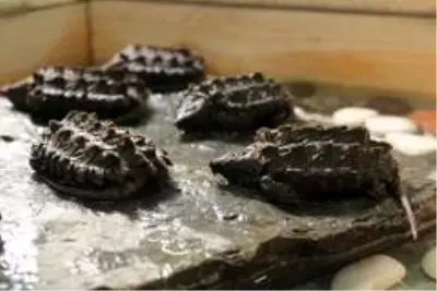 Sosyal medyadan satılmaya çalışılırken ele geçirilen kaplumbağalar yeni yuvasında sağlığına kavuştu