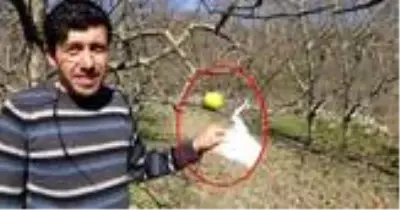 Hamile eşi aşerdiği için ağaçtan elma koparan koca, bıraktığı notla duygulandırdı