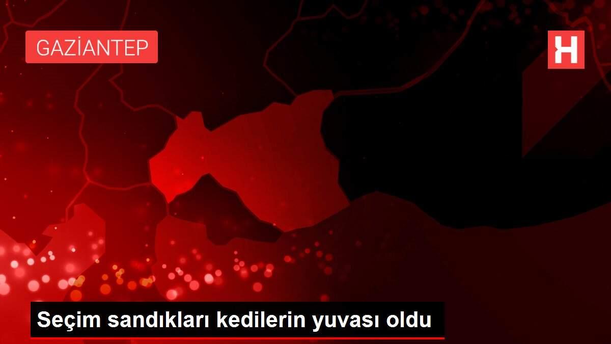 Seçim sandıkları kedilerin yuvası oldu