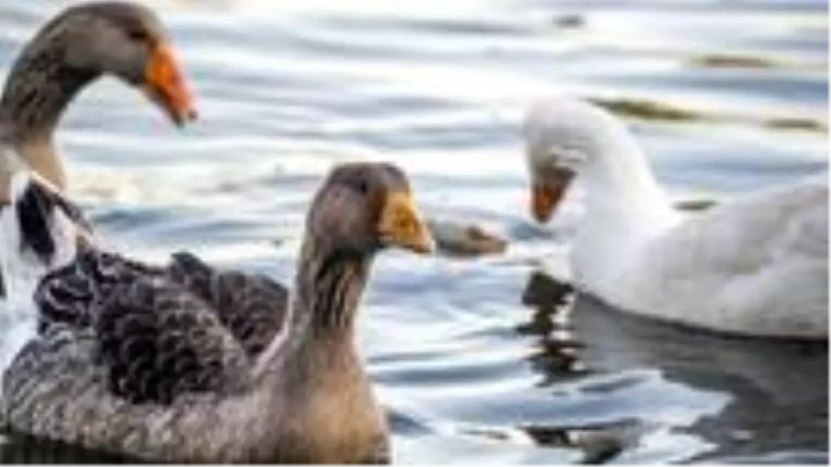 Çin, çekirge istilasına karşı Pakistan'a 100 bin ördekli ordu gönderecek