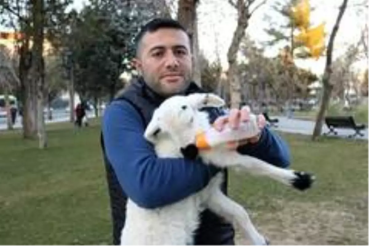 Diyarbakırlı kasap, kestiği koyunun karnından çıkan kuzuyu elleriyle besliyor