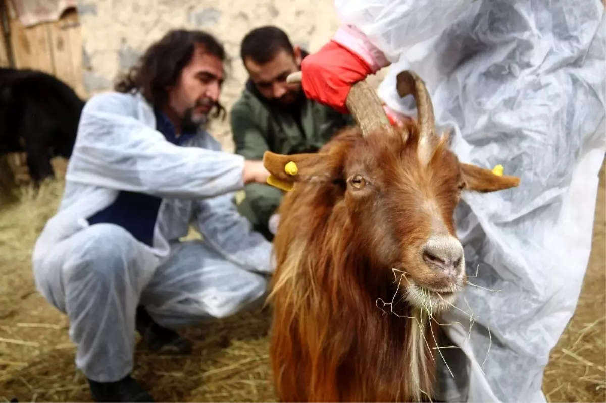 Veteriner Hekimler, Yaralı Hayvanlar Için Seferber Oldu - Haberler