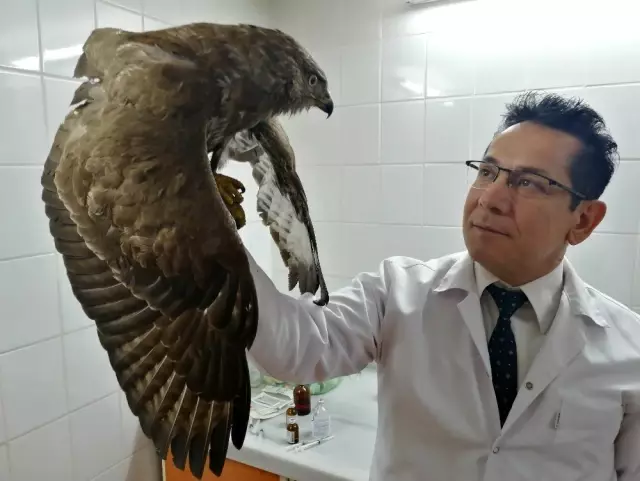 Manisa'da yaralı kızıl şahine yardım eli Manisa'da yaralı kızıl şahine yardım eli