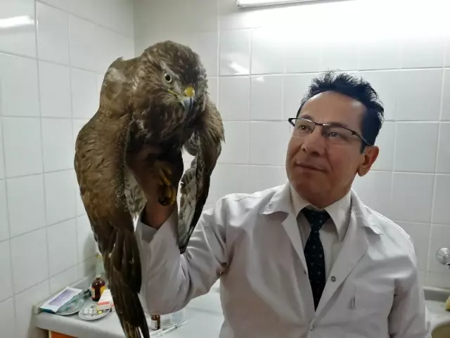 Manisa'da yaralı kızıl şahine yardım eli Manisa'da yaralı kızıl şahine yardım eli