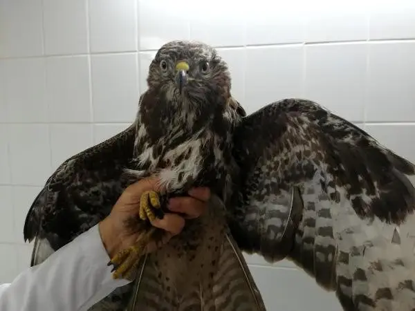 Yaralı kızıl şahin, tedaviye alındı Yaralı kızıl şahin, tedaviye alındı