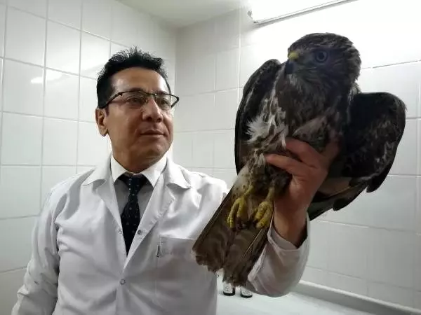 Yaralı kızıl şahin, tedaviye alındı Yaralı kızıl şahin, tedaviye alındı
