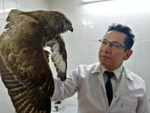 Yaralı kızıl şahin, tedaviye alındı Yaralı kızıl şahin, tedaviye alındı