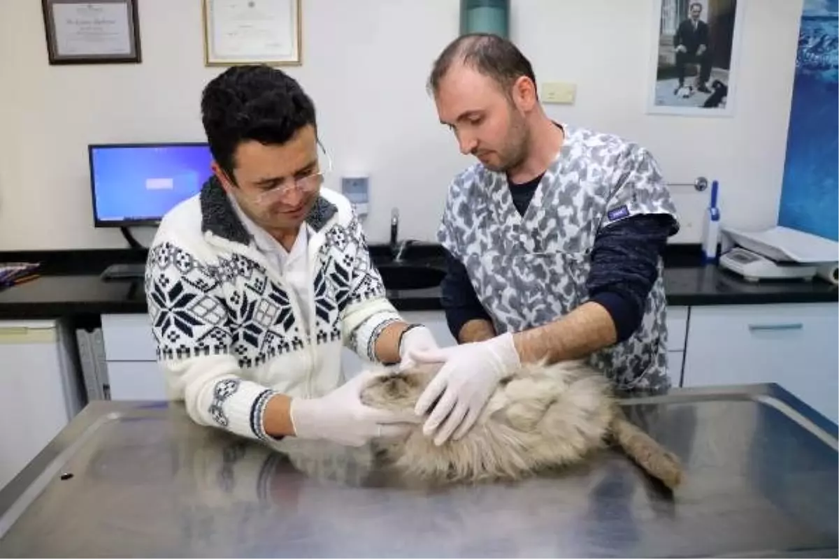 Gocmenlerden Filistinli Ahmet In Kedi Ve Kopegi Edirne Den Istanbul A Getirildi Haber