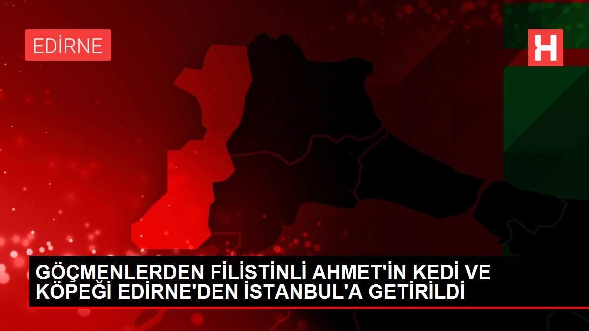 Gocmenlerden Filistinli Ahmet In Kedi Ve Kopegi Edirne Den Istanbul A Getirildi Istanbul