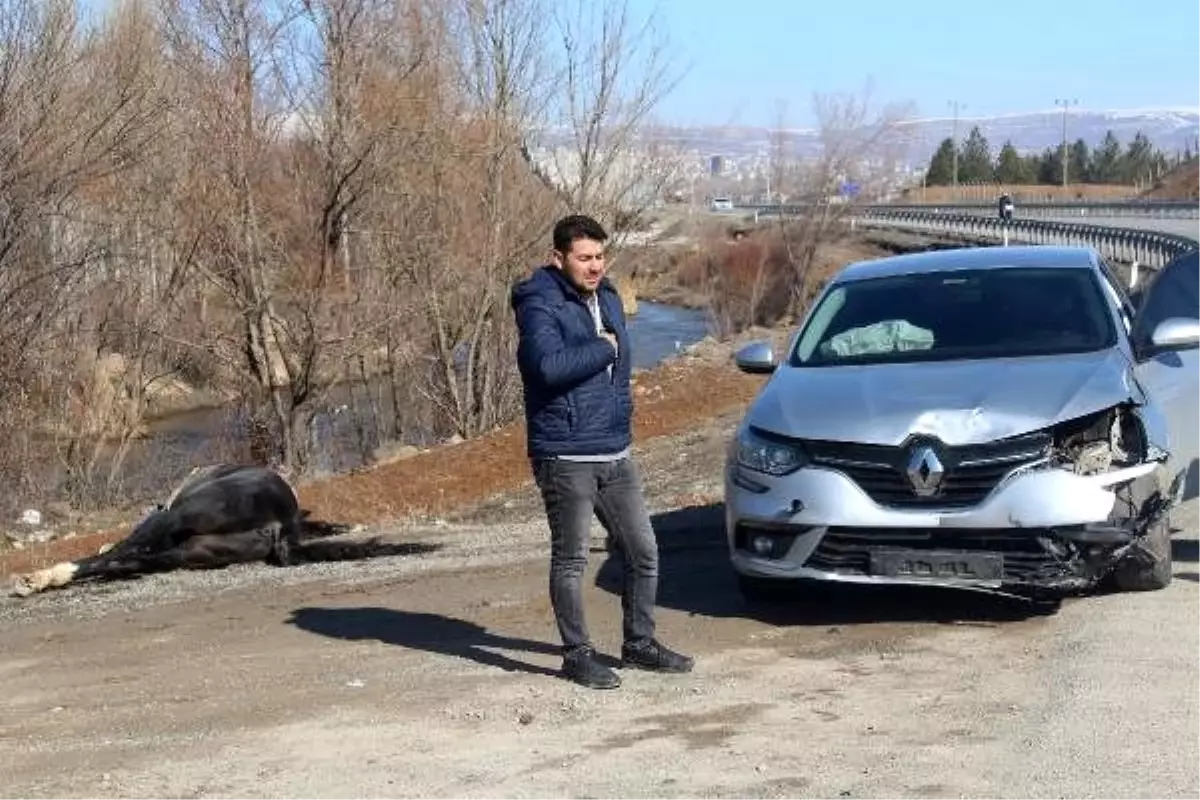 Otomobilin çarptığı at telef oldu