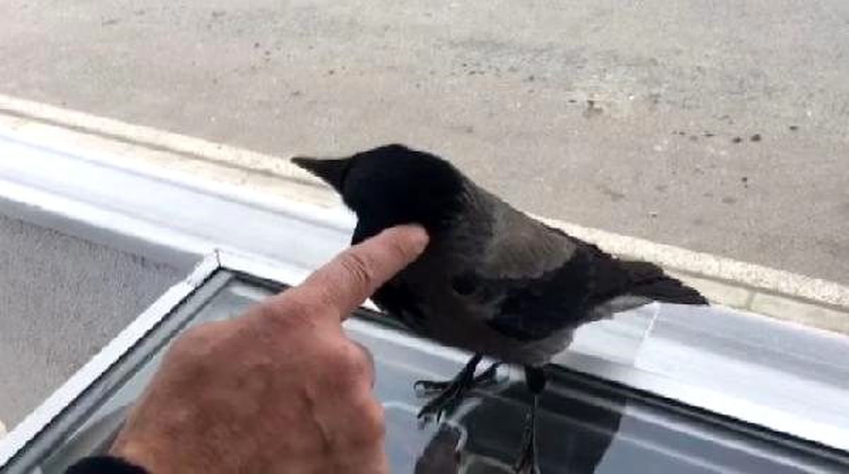 Tren istasyonunda hırsızlık yapan karga, bu sefer 5 lira çaldı