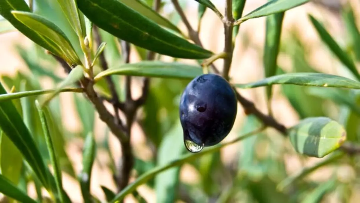Zeytin yaprağının faydaları nelerdir? Zeytin yaprağı neye iyi gelir?