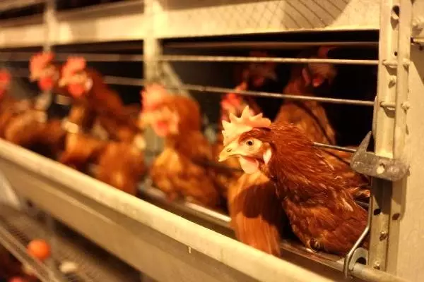 Kalecik Açık Ceza İnfaz Kurumu'nda günlük yaklaşık 49 bin yumurta üretiliyor.