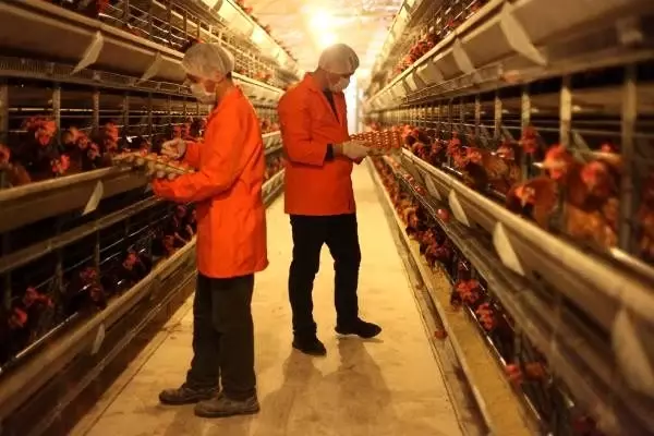 Kalecik Açık Ceza İnfaz Kurumu'nda günlük yaklaşık 49 bin yumurta üretiliyor.