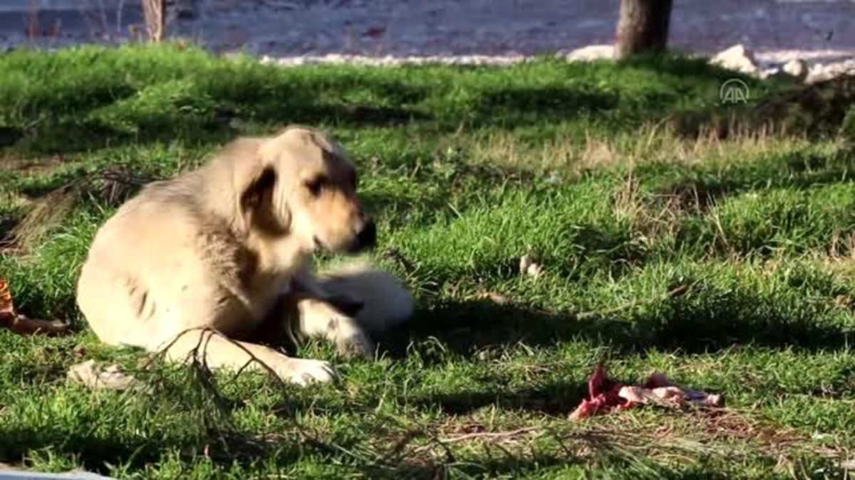 Hayvanseverlerin ayağı kırık 'Çavuş'un tedavi ettirilmesi talebi