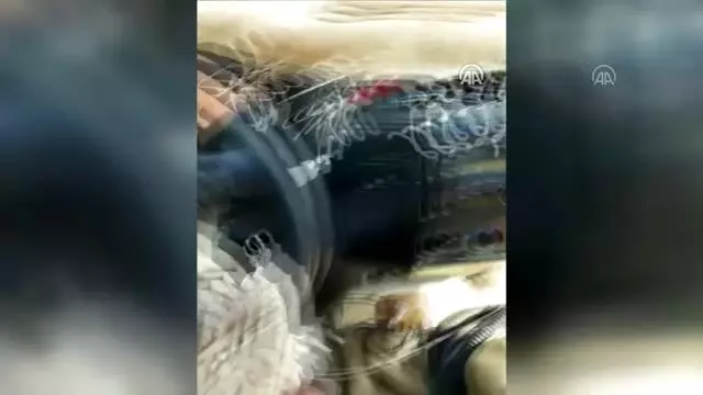 Verici takılan kıyı kuşunun göç sırasında çölleri geçtiği tespit edildi - KARS Verici takılan kıyı kuşunun göç sırasında çölleri geçtiği tespit edildi - KARS
