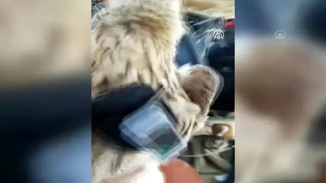 Verici takılan kıyı kuşunun göç sırasında çölleri geçtiği tespit edildi - KARS Verici takılan kıyı kuşunun göç sırasında çölleri geçtiği tespit edildi - KARS