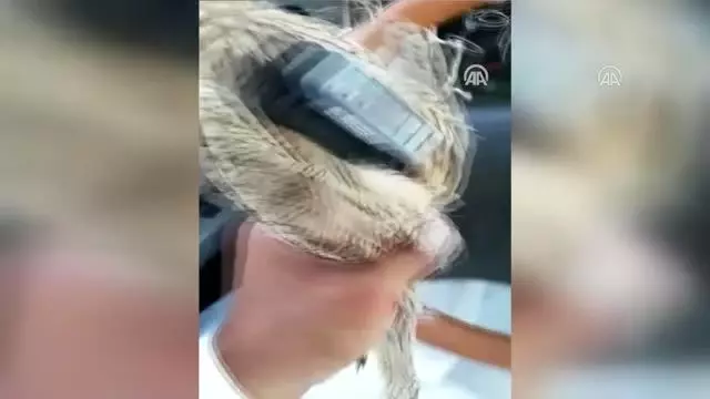 Verici takılan kıyı kuşunun göç sırasında çölleri geçtiği tespit edildi - KARS Verici takılan kıyı kuşunun göç sırasında çölleri geçtiği tespit edildi - KARS