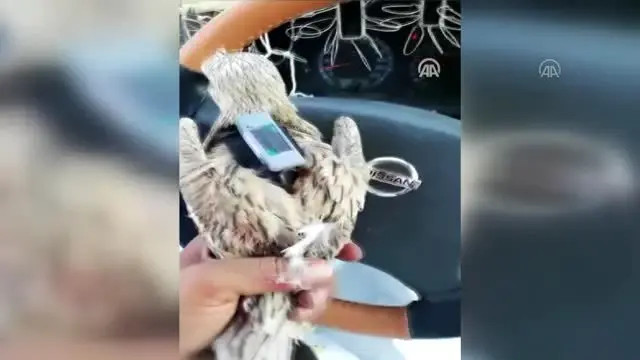 Verici takılan kıyı kuşunun göç sırasında çölleri geçtiği tespit edildi - KARS Verici takılan kıyı kuşunun göç sırasında çölleri geçtiği tespit edildi - KARS