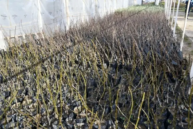 Yunusemre'den üreticiye fidan desteği Yunusemre'den üreticiye fidan desteği