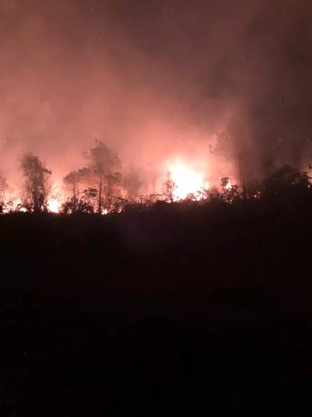 Artvin'de orman yangını