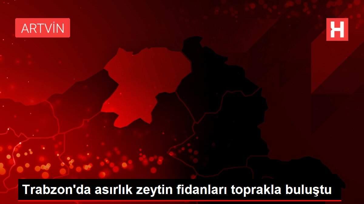 Trabzon'da asırlık zeytin fidanları toprakla buluştu Trabzon'da asırlık zeytin fidanları toprakla buluştu