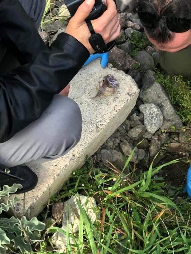Hamile anne ve 5 yaşındaki oğlunu öldüren zanlı yakalandı