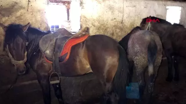 Karslı Baran'ın at tutkusu Karslı Baran'ın at tutkusu