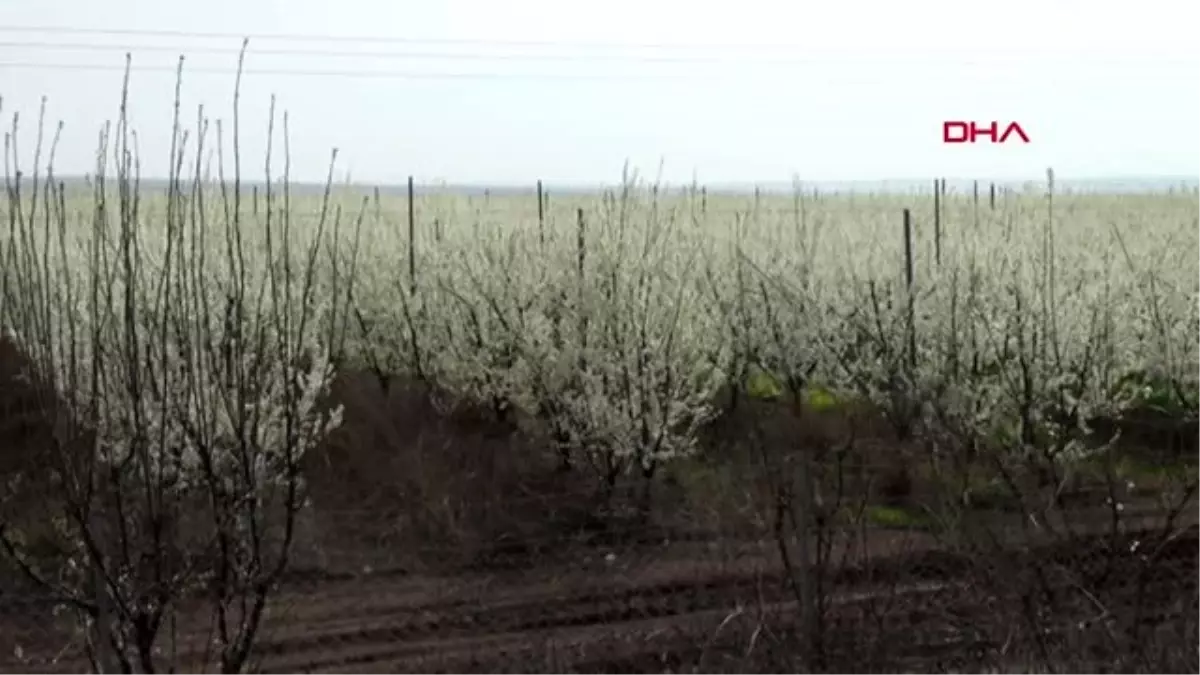 HATAY Amik Ovası, baharın gelişiyle rengarenk oldu