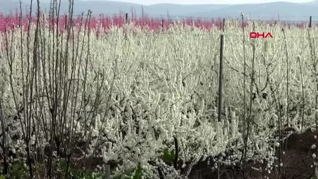 HATAY Amik Ovası, baharın gelişiyle rengarenk oldu
