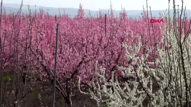HATAY Amik Ovası, baharın gelişiyle rengarenk oldu