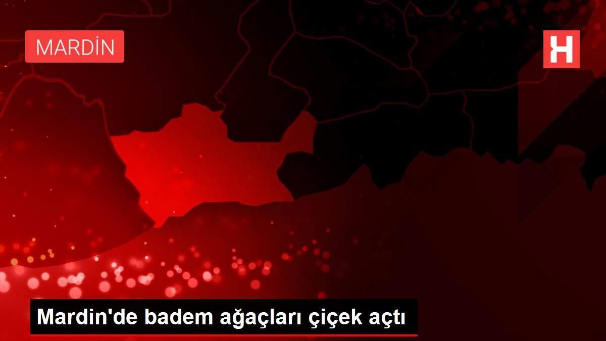 Mardin'de badem ağaçları çiçek açtı