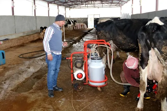 Suriyeli veteriner Şanlıurfa'da süt üreticisi oldu
