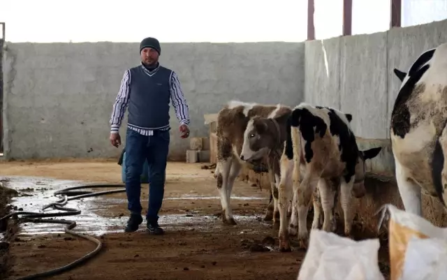Suriyeli veteriner Şanlıurfa'da süt üreticisi oldu
