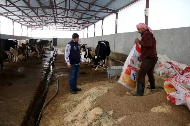Suriyeli veteriner Şanlıurfa'da süt üreticisi oldu
