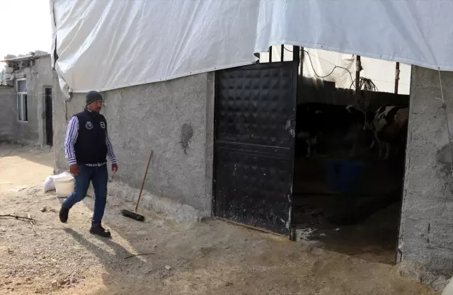 Suriyeli veteriner Şanlıurfa'da süt üreticisi oldu