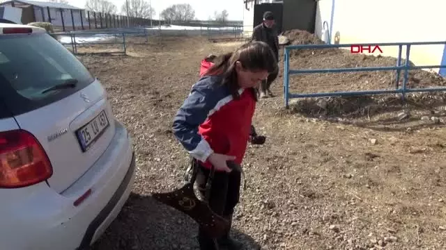 ERZURUM Süper öğretmen, atı Boksör ile Akıncı Toyu'na hazırlanıyor ERZURUM Süper öğretmen, atı Boksör ile Akıncı Toyu'na hazırlanıyor