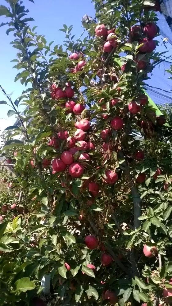 Meyve üreticisinin zirai don kabusunu sona erdirecek gübre Meyve üreticisinin zirai don kabusunu sona erdirecek gübre