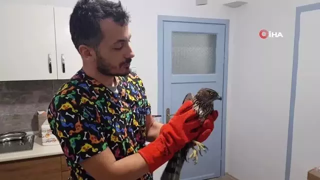 Silahla yaralanan atmaca tedavi altına alındı Silahla yaralanan atmaca tedavi altına alındı