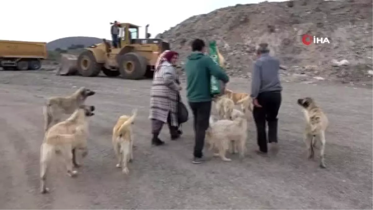 Zile'de sokak hayvanları ölüme terk edildi