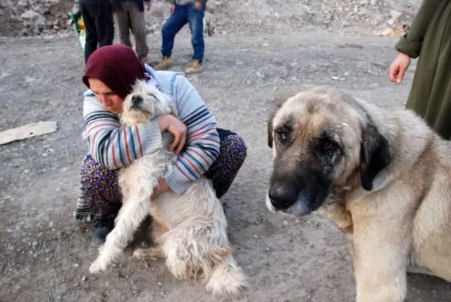 Zile De Sokak Hayvanlari Olume Terk Edildi Haberler