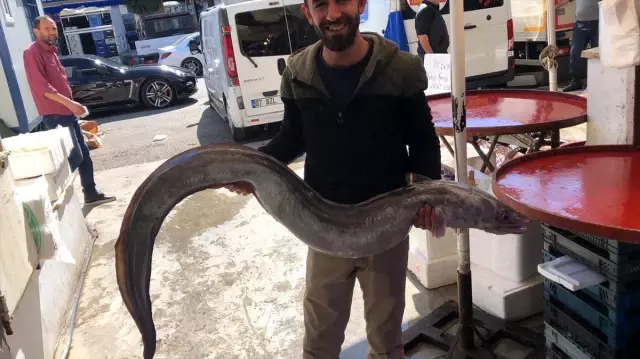 Antalya Körfezi�nde 30 kilogramlık "deniz yılan balığı" yakalandı