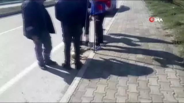 Araba çarpan köpeğin yardımına 'Deniz zaferi' için İstanbul'dan, Çanakkale'ye yürüyenler yetişti Araba çarpan köpeğin yardımına 'Deniz zaferi' için İstanbul'dan, Çanakkale'ye yürüyenler yetişti