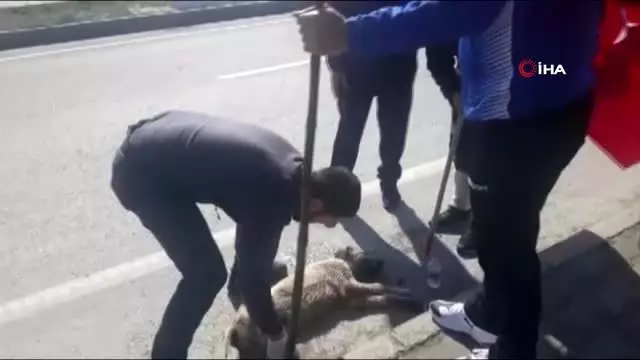 Araba çarpan köpeğin yardımına 'Deniz zaferi' için İstanbul'dan, Çanakkale'ye yürüyenler yetişti Araba çarpan köpeğin yardımına 'Deniz zaferi' için İstanbul'dan, Çanakkale'ye yürüyenler yetişti