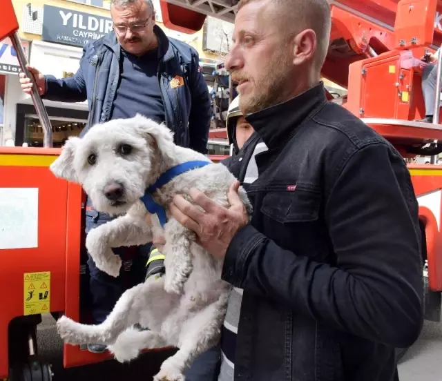 Balkonda mahsur kalan yavru köpeği itfaiye kurtardı Haberler