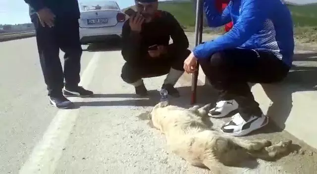Çanakkale yolunda araba çarpan köpeğin yardımına yürüyenler yetişti Çanakkale yolunda araba çarpan köpeğin yardımına yürüyenler yetişti
