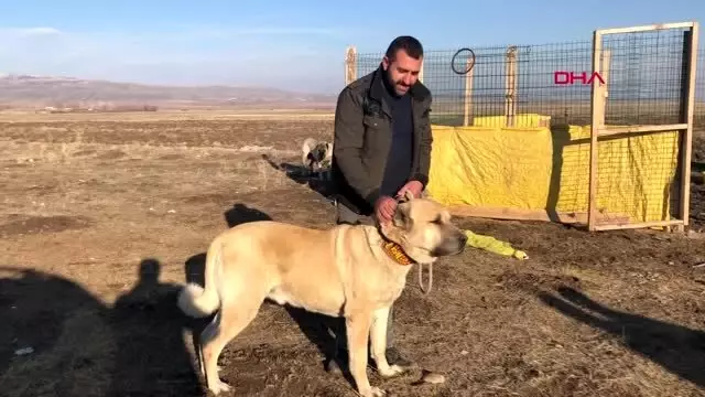 Köpek merakı yüzünden apartman dairesini satarak bahçeli ev aldı! Yavruları 10 ile 20 bin lira arasında satıyor Köpek merakı yüzünden apartman dairesini satarak bahçeli ev aldı! Yavruları 10 ile 20 bin lira arasında satıyor